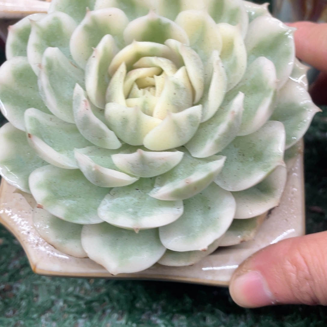 昂斯洛一物一拍28包邮非偏远