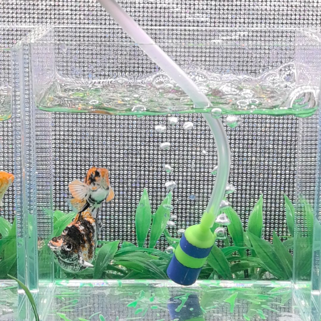 孔雀鱼虎皮玛丽球 1 对