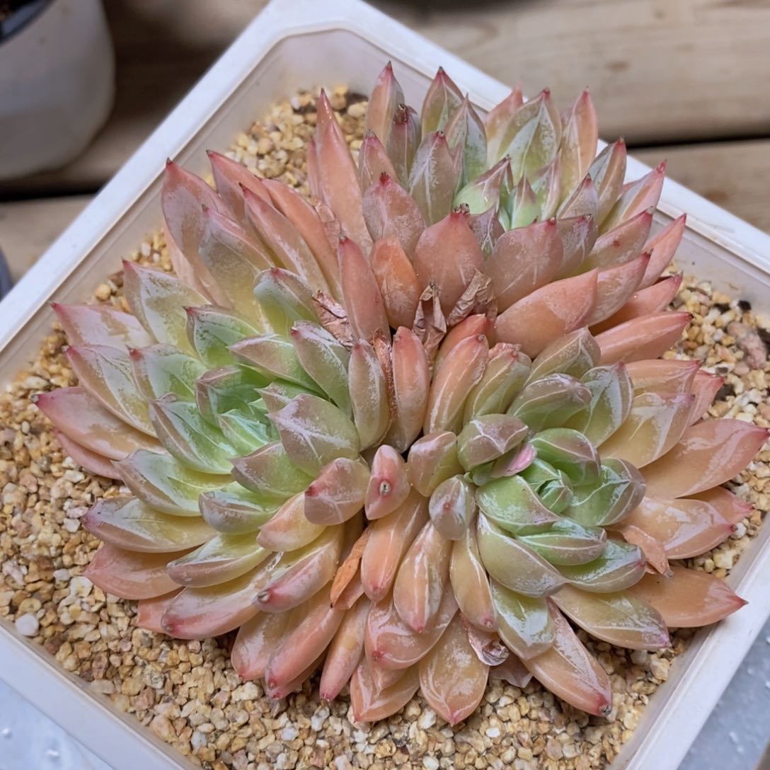 可问主播品种，下滑链接更多选择，一物一拍