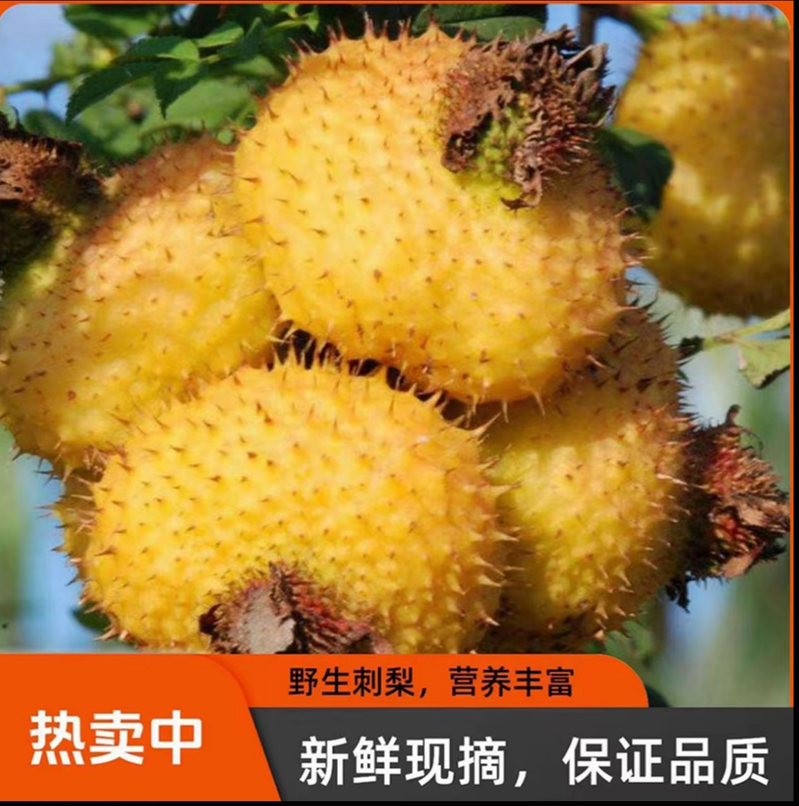 贵州高山野生刺梨（鲜果维C之王）新鲜现摘现发