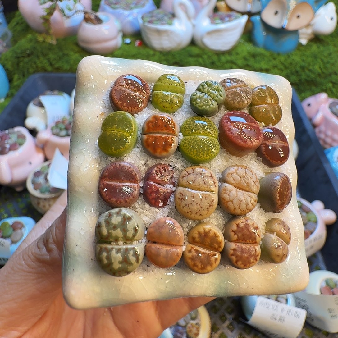 暗***2多肉植物福利冲1402