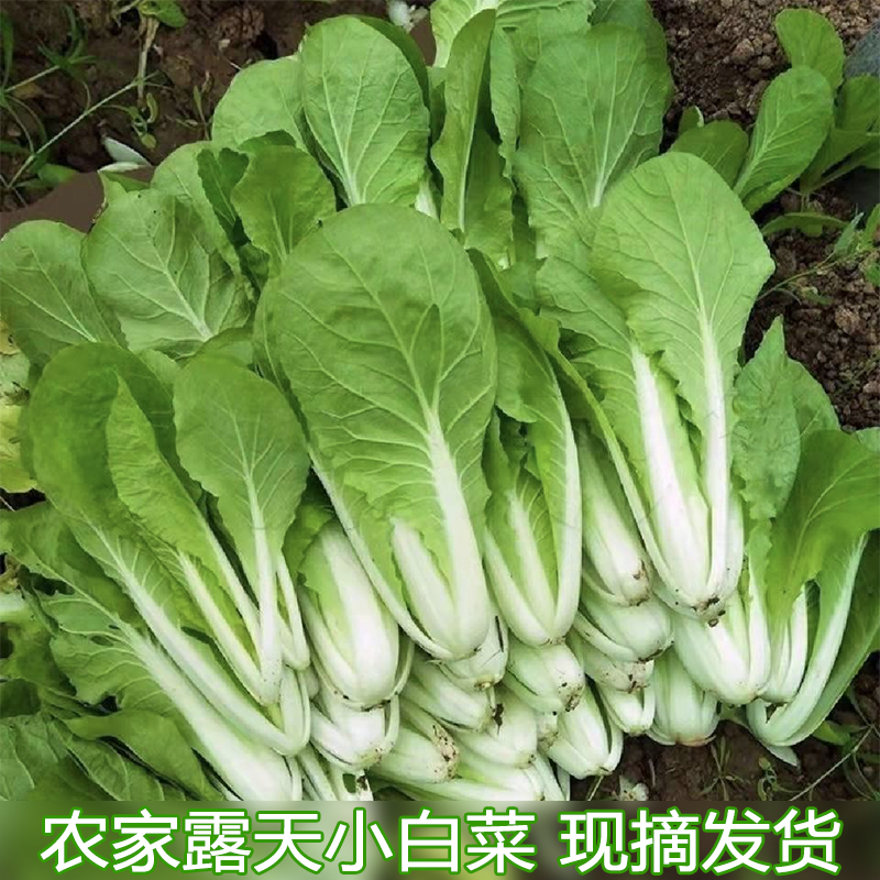 农家现摘新鲜小白菜露天火锅小青菜蔬菜油白菜精选装
