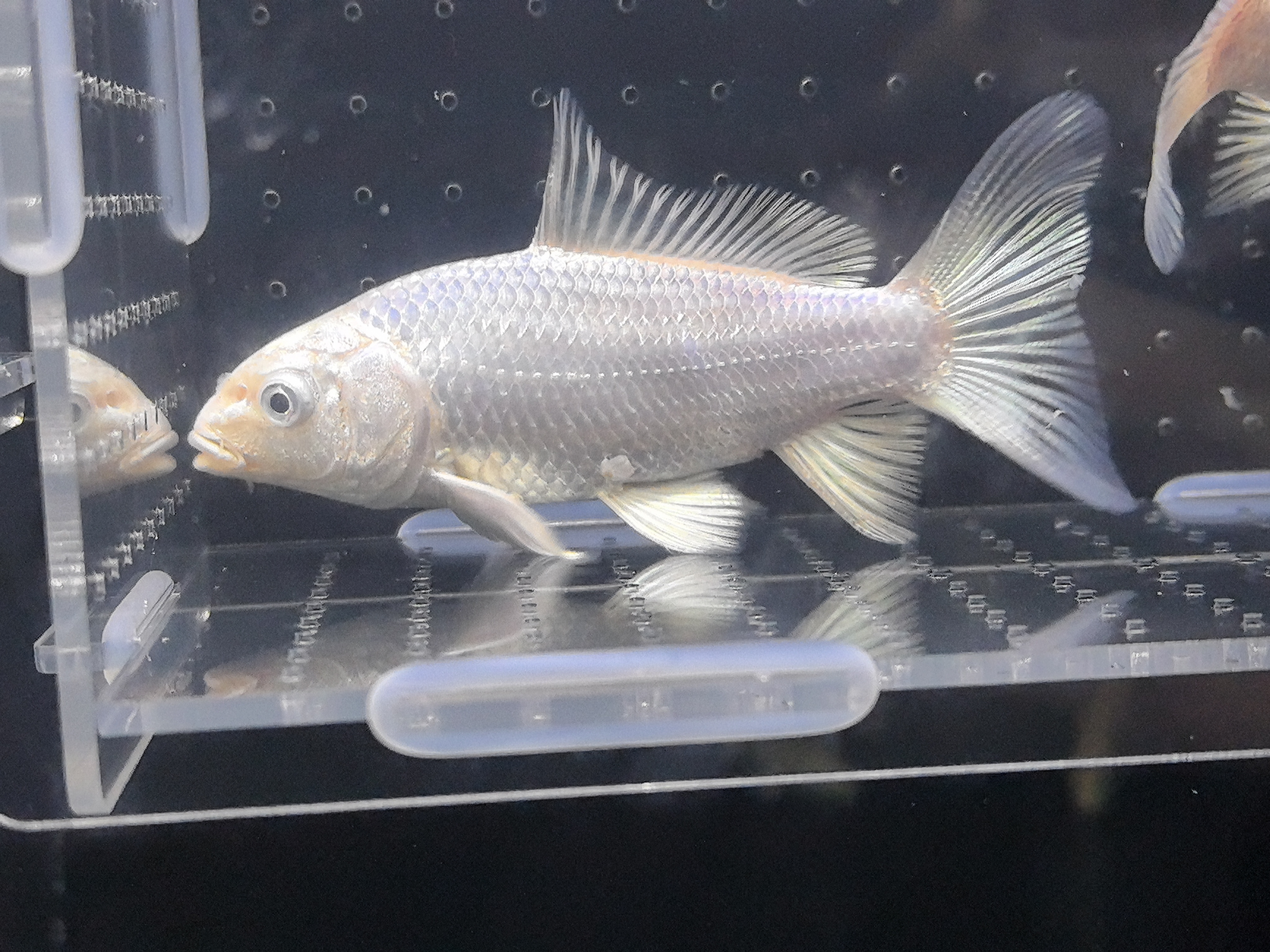 白色精品蝴蝶鲤鱼苗