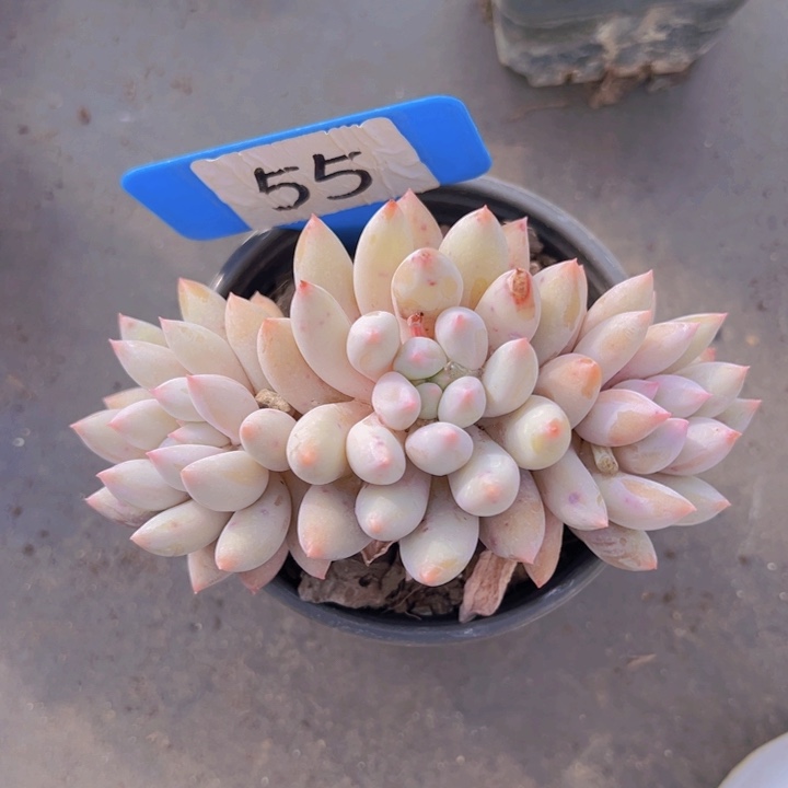 健健康康平平安安