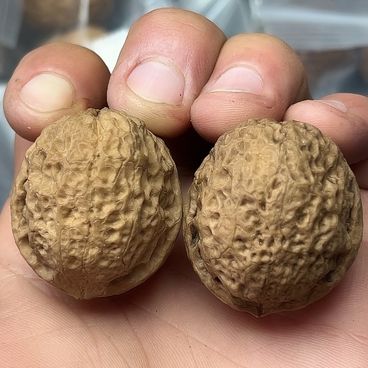 核桃16号罗汉头37尺