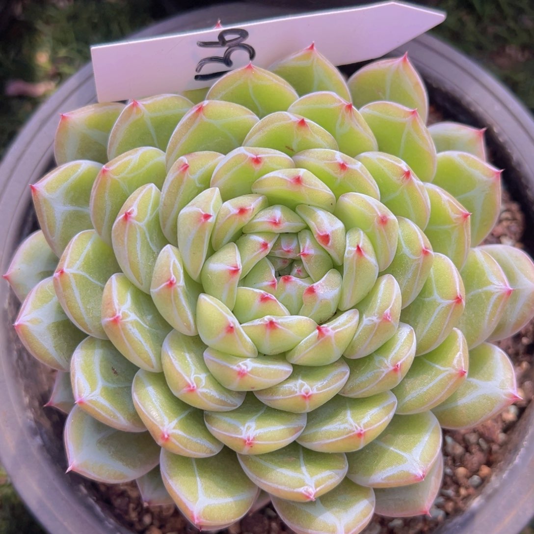 香玉的故事是一个人的故事