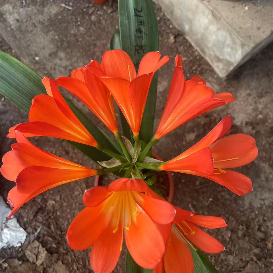 君子兰盆栽名贵花卉高档绿植当年开花四季常青好养易活室内阳台