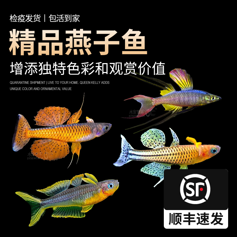 霓虹灯科鱼燕子美人热带小型观赏鱼珍珠燕子鱼孔雀鱼淡水鱼鳉鱼