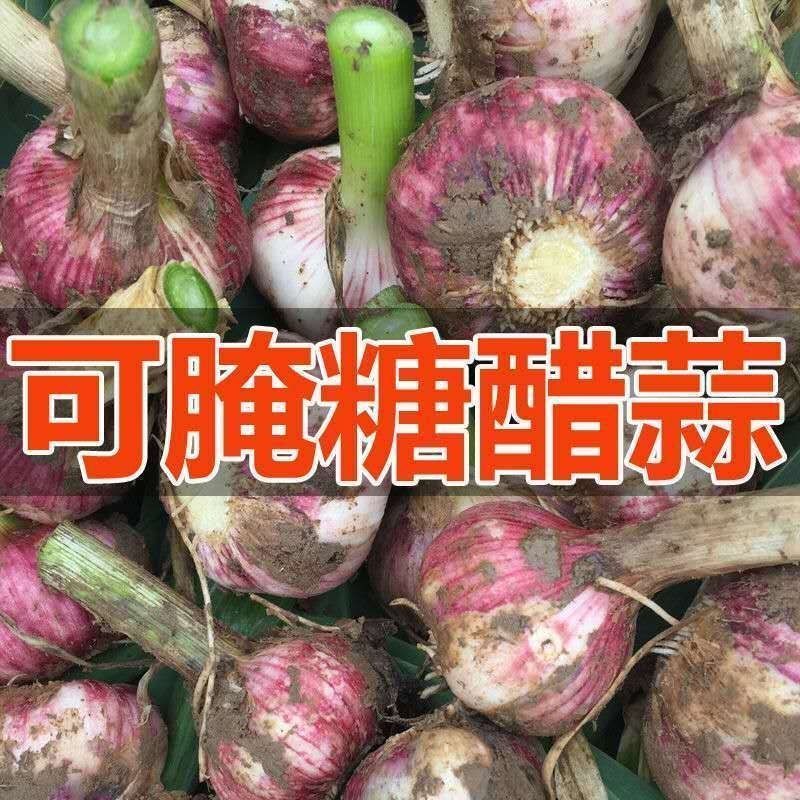2025河南新蒜头湿蒜紫皮大蒜新蒜特大果蒜头5斤农家多瓣蒜蔬菜