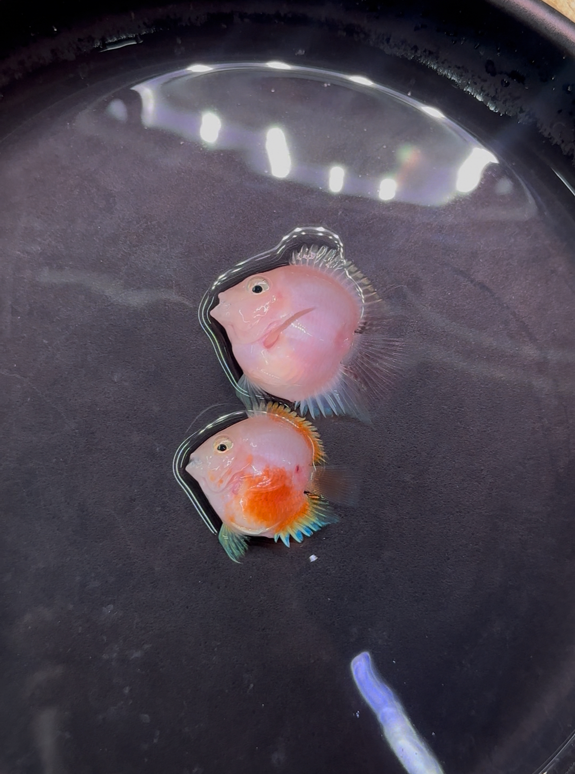 迷你鹦鹉鱼视频对鱼链接