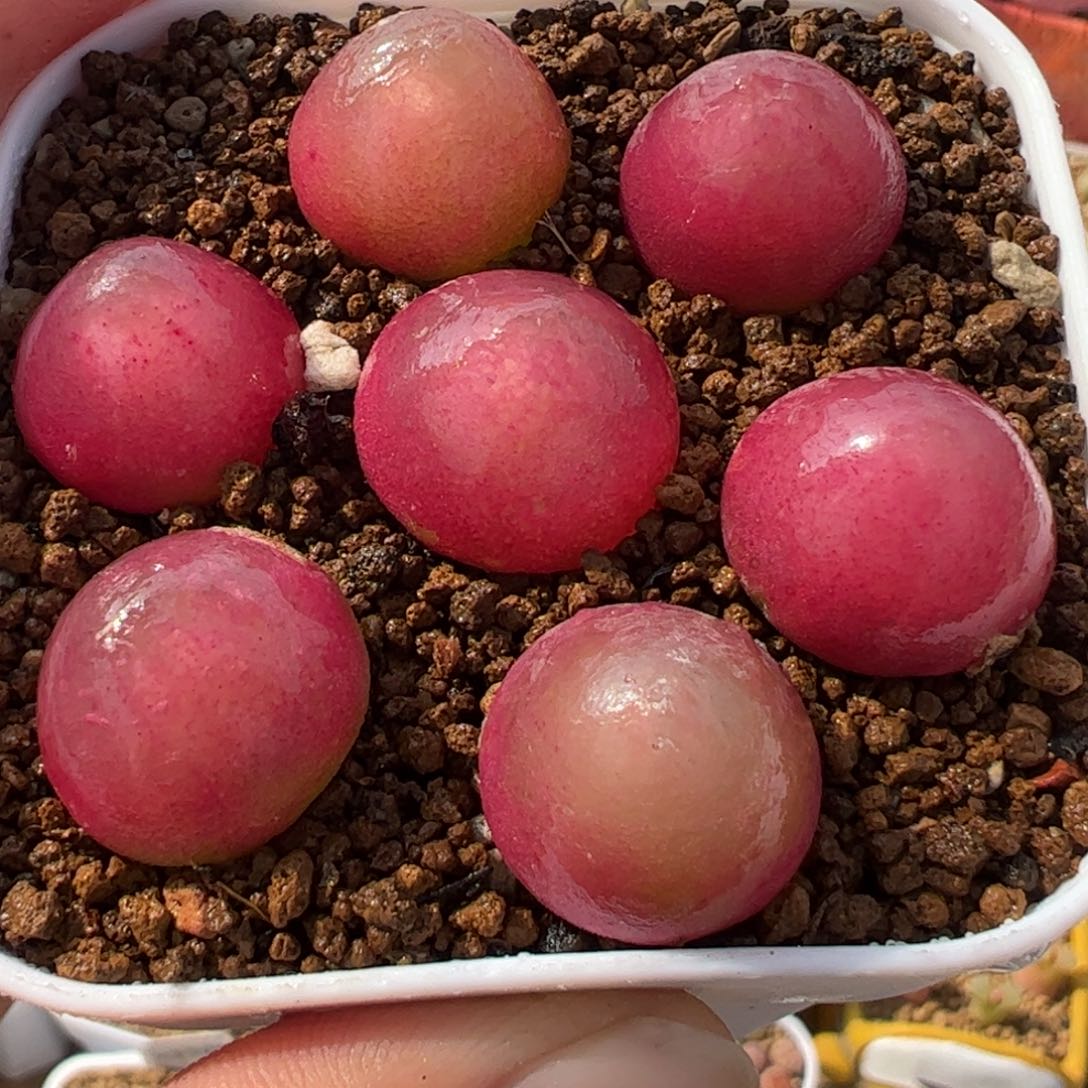 116多肉植物百科