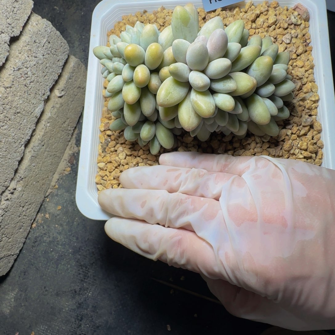 h h h h h h h h h 33