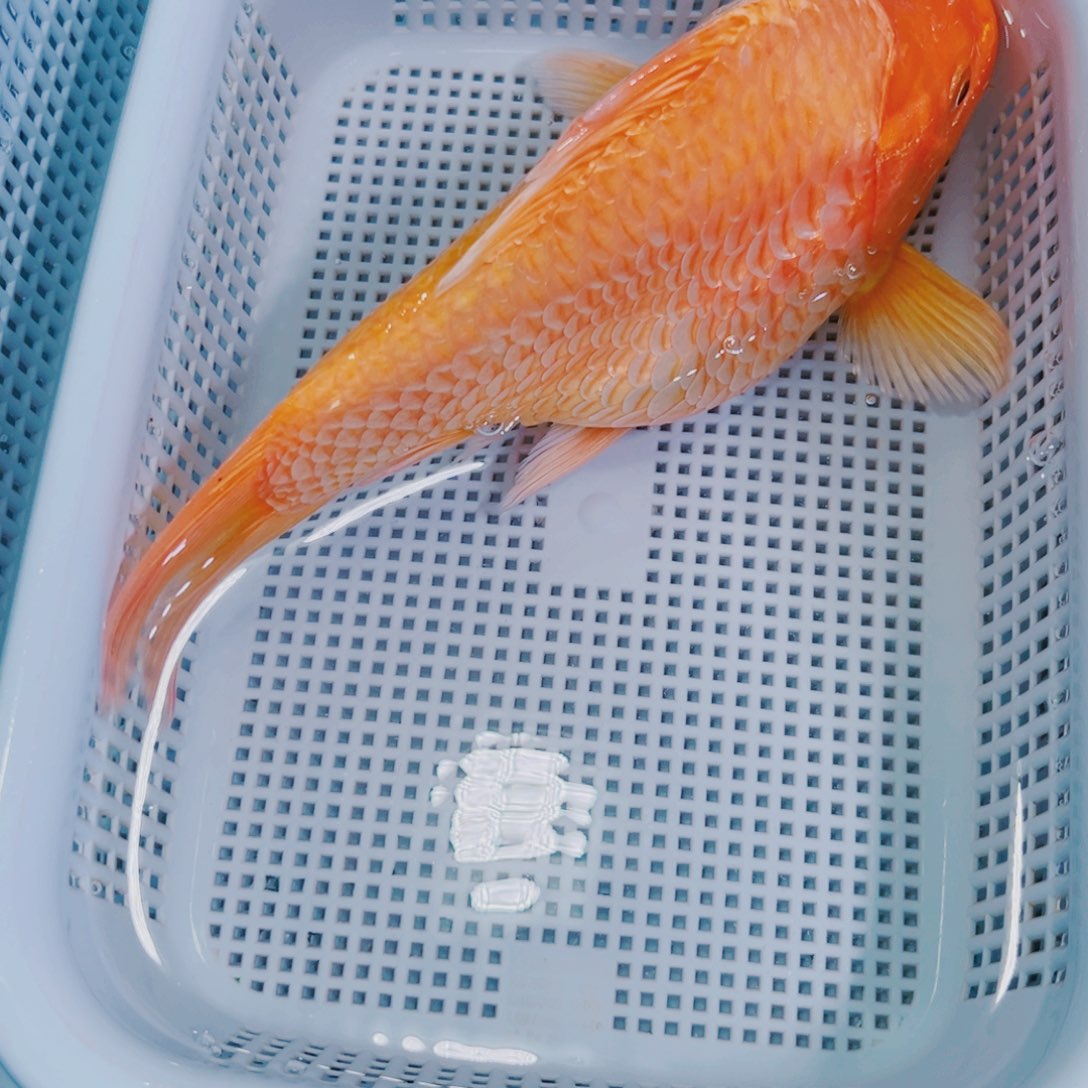 锦鲤锦鲤冷水鱼观赏150