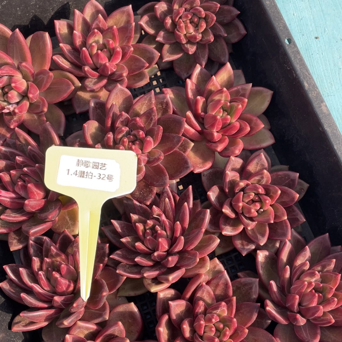 0104-32-韩版迷雾泡泡单头福利一颗量拍