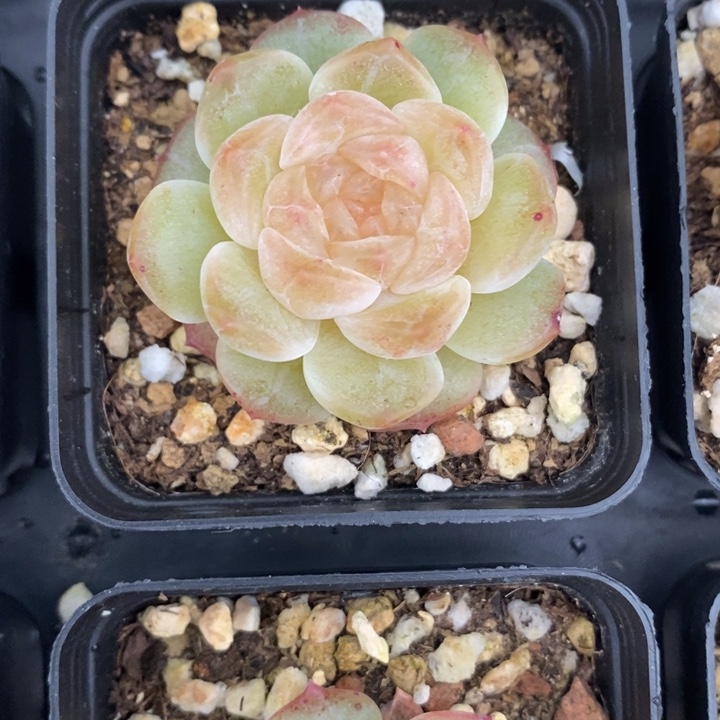 无尽灯 多肉 多肉 12.13