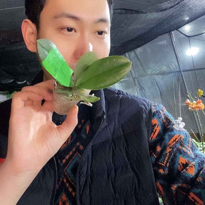 无花朵巫毒娃娃蝴蝶兰