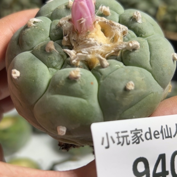 940节后发货 有根