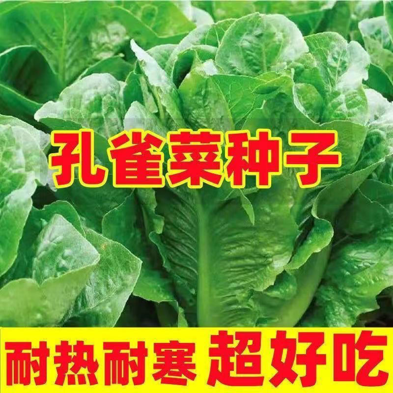 【全店拼满5包包邮】孔雀菜脆香甜罗马直立生菜种籽生长迅速
