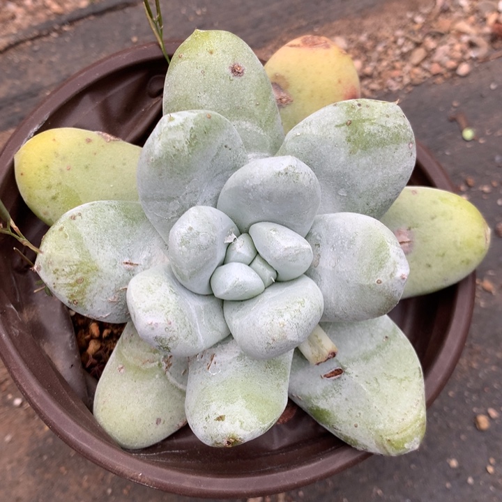 拇指，2月8日发货