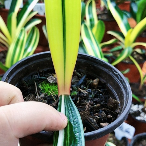 【闪购商品】用****8