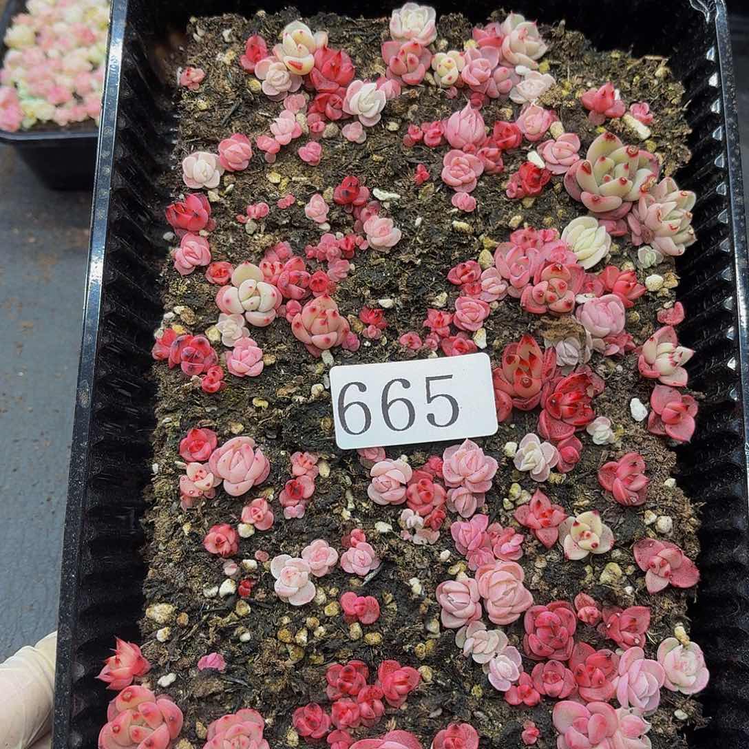 多肉植物多肉植物665