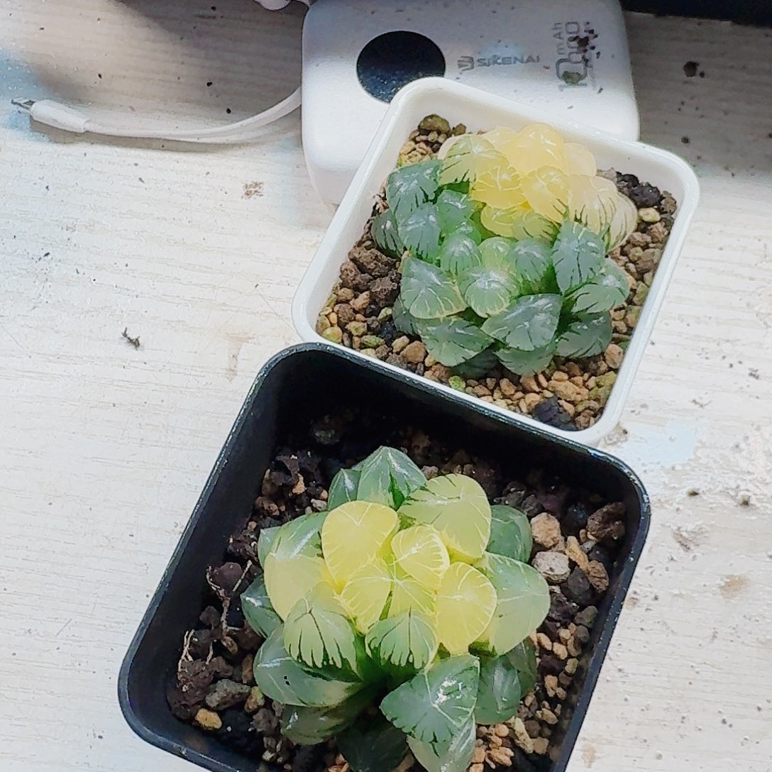 樹****十二卷实生冰灯锦