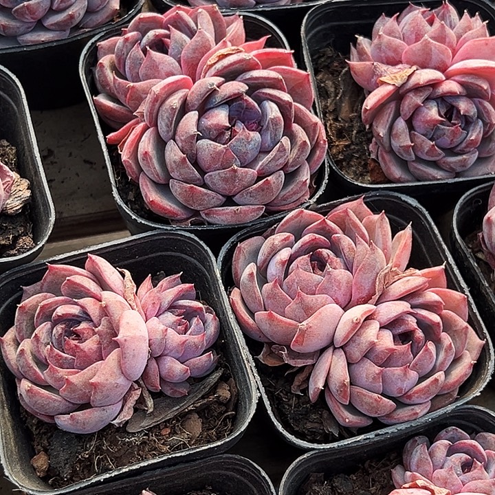 两盆。多头。  蓝莓