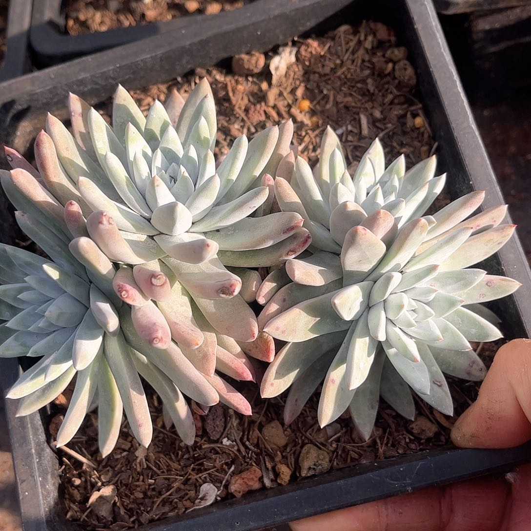 白姆老桩多头群生