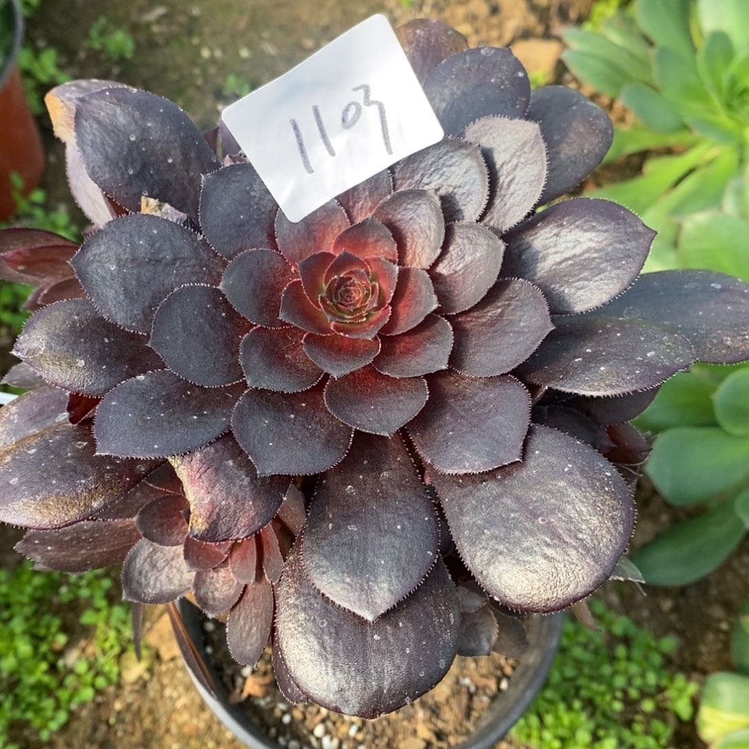 1103蓝莲花多肉植物嫁接