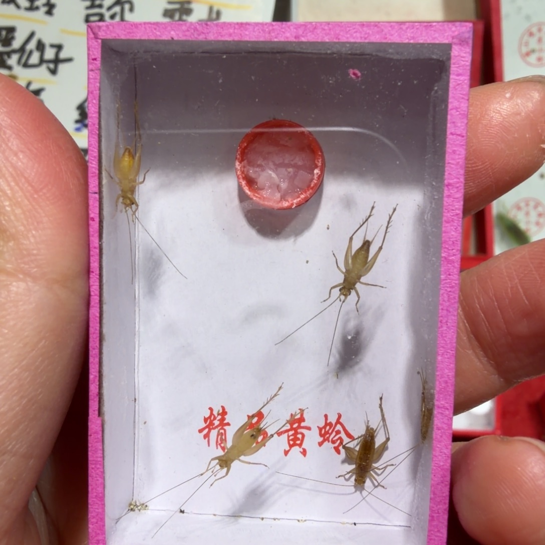 胡***咂蟋蟀小黄蛉一盒包邮