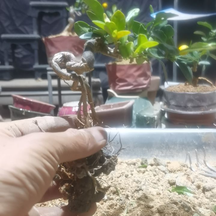 定***链完全开放金豆小橘子绿植的