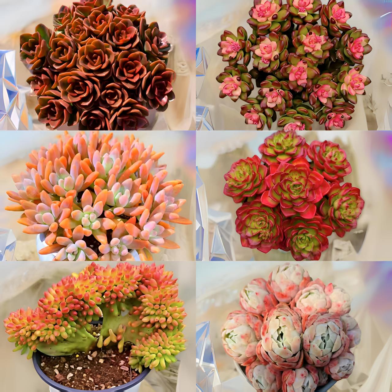 L大盆红酒玫瑰多肉组合 皮实好养耐旱抗冻越晒越红 云南基地发货