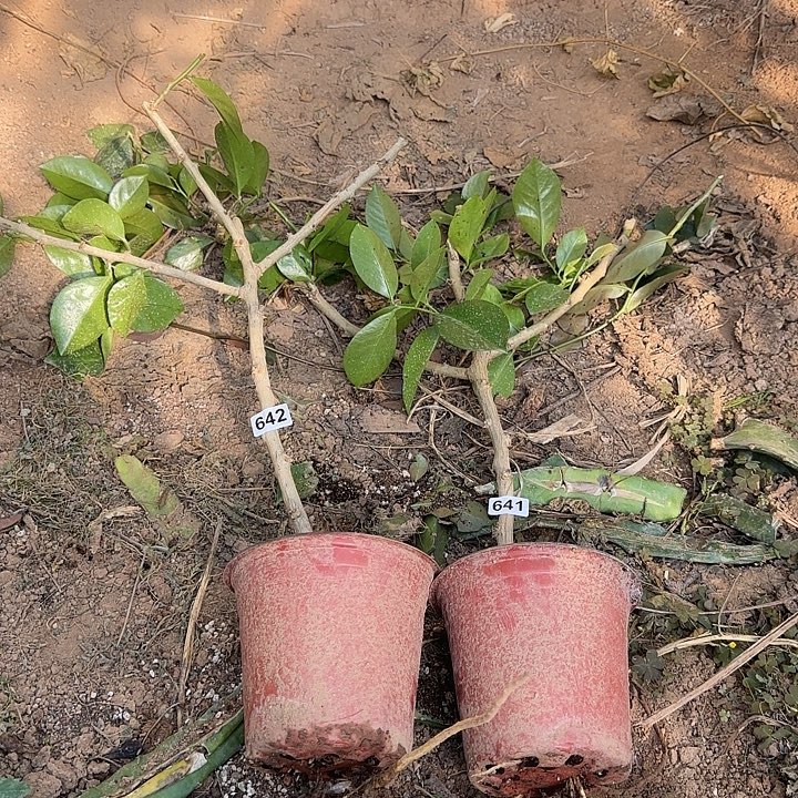 641+642叶仙杆：3分枝两颗