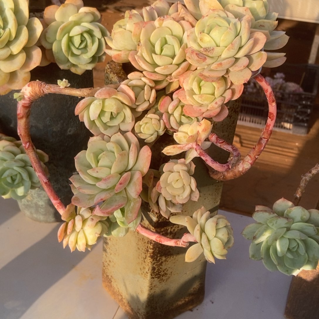 恋曲无砍多肉多肉多肉多肉多肉