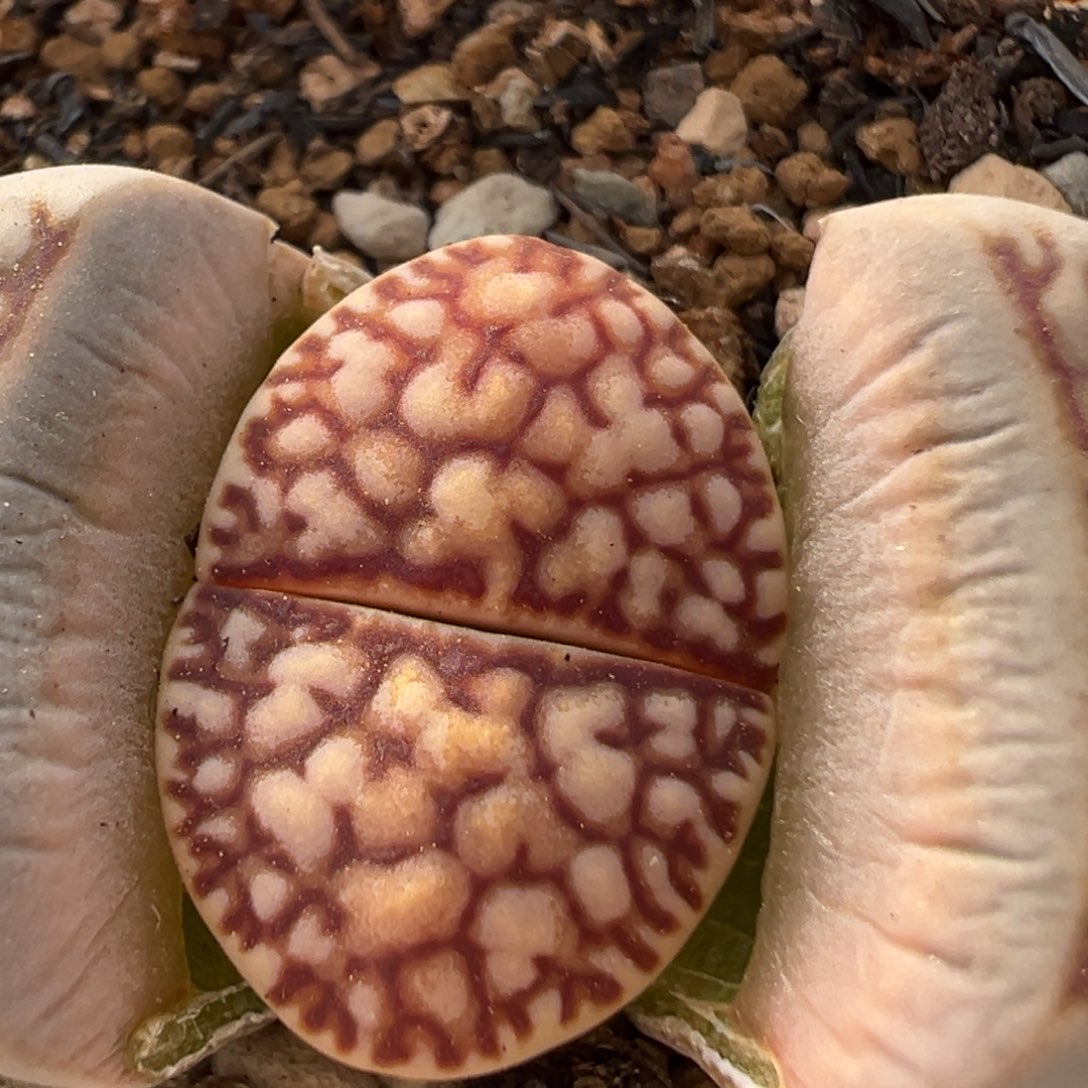 106多肉植物百科植物