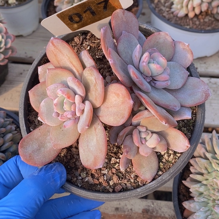 魔***光017号奶茶一颗1111