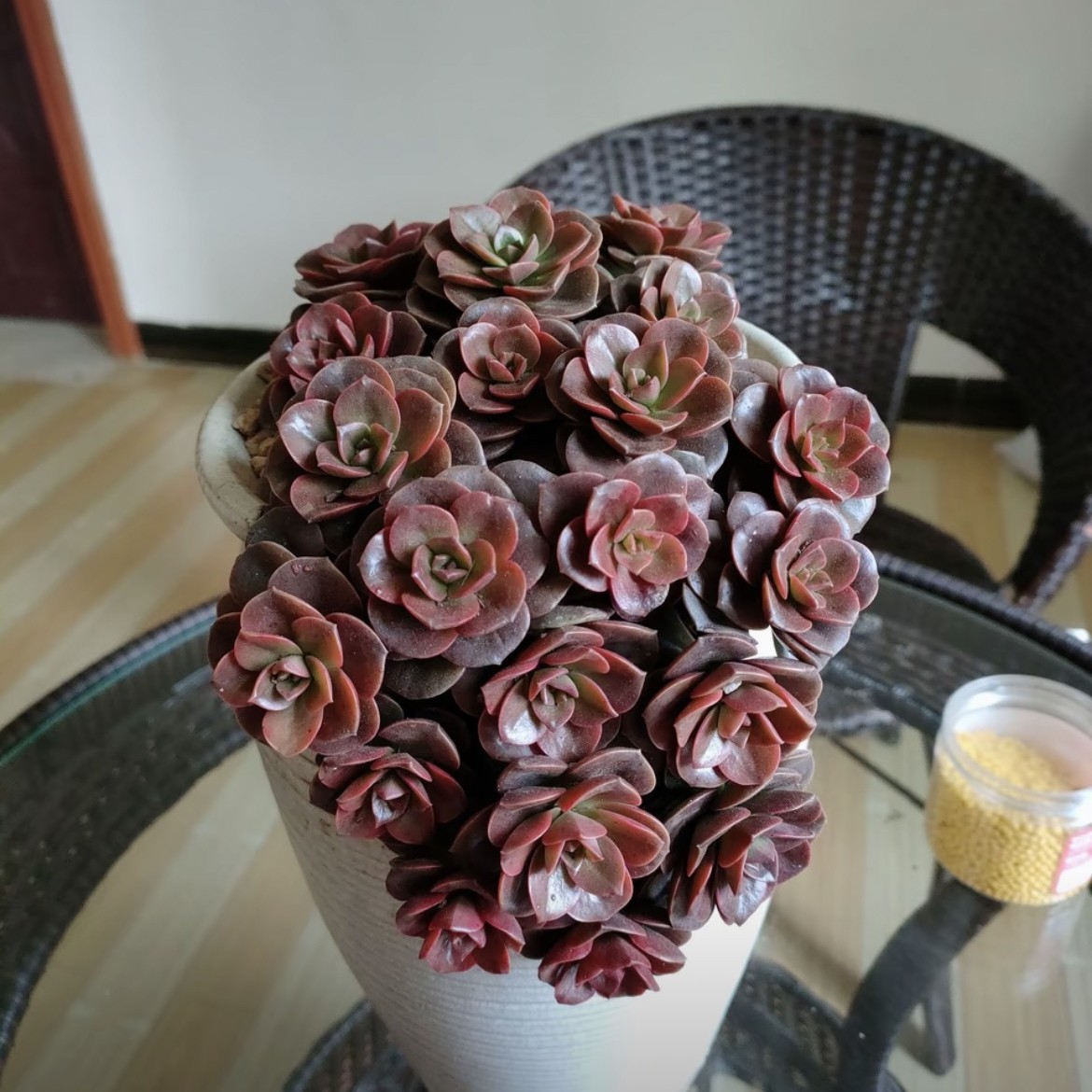 巧克力玫瑰多肉植物造型带陶瓷盆多肉盆栽高23口径13，整体25左右