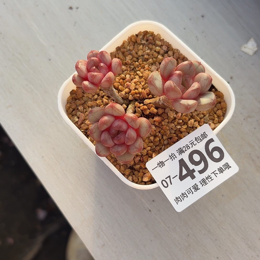 葡萄无盆土发货无