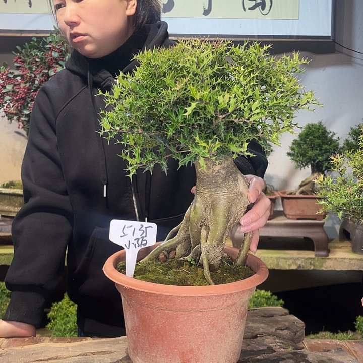 无花朵米叶枸骨一物一拍