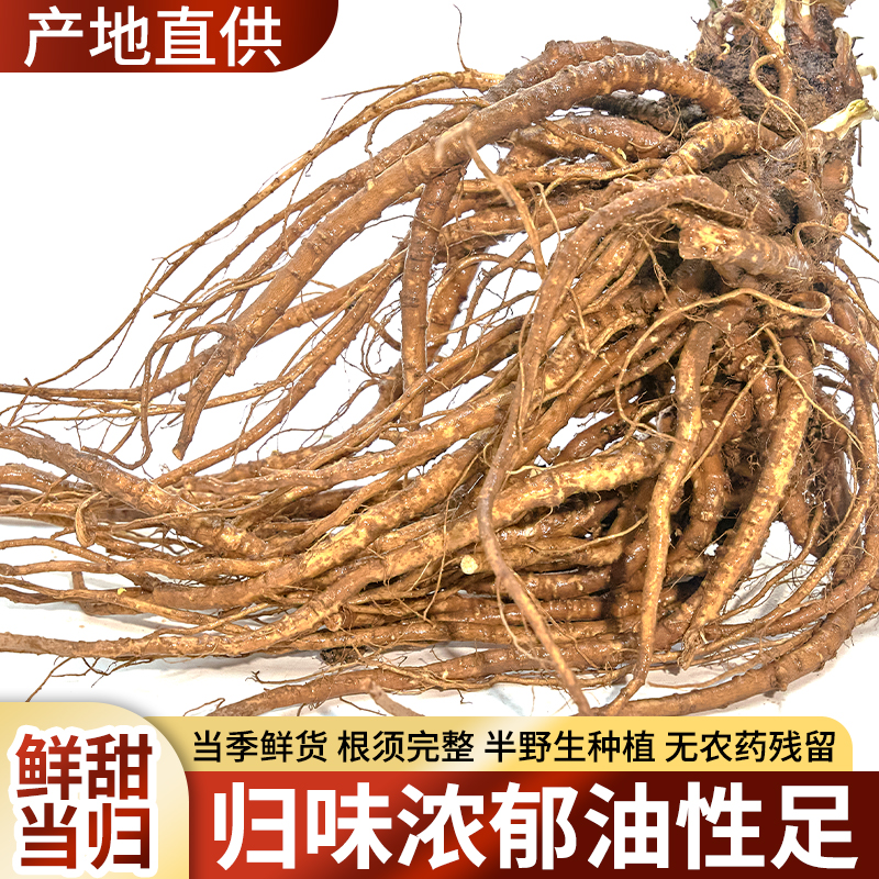 四川高山新鲜甜当归整根自然晒干泡酒煲汤药食同源当归滋补气血