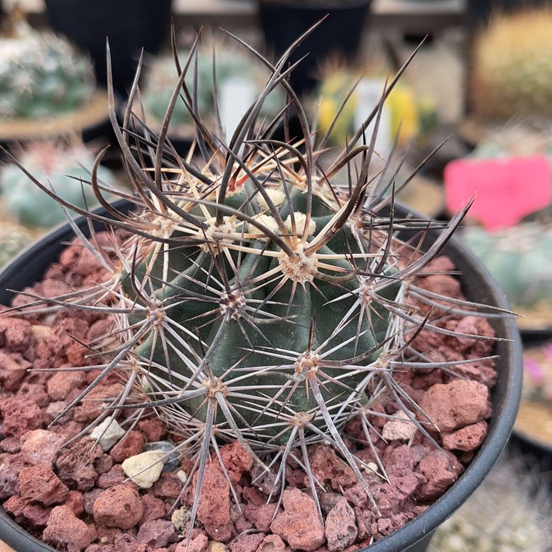 仙人球鹿角柱属林氏幻虾实生5.1厘米