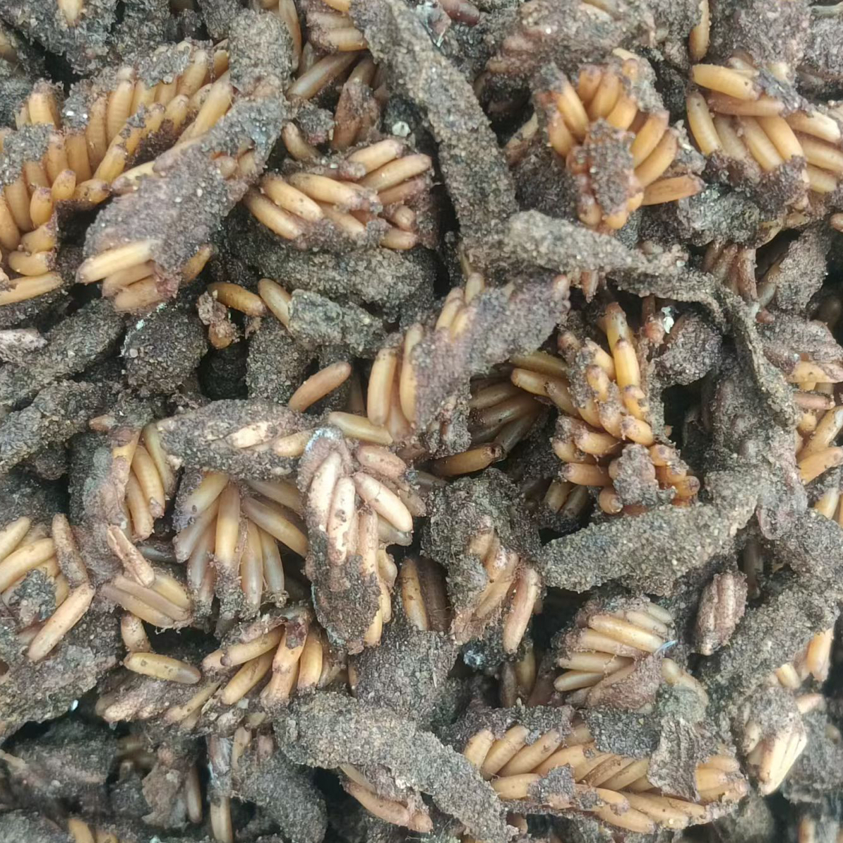 东亚飞蝗 膨化卵 第9天发货 先预定