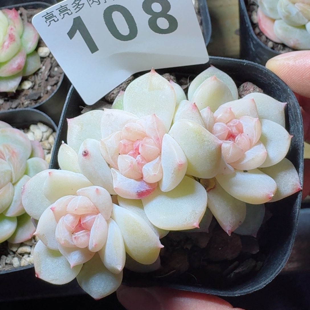 梨花雨         精品多肉