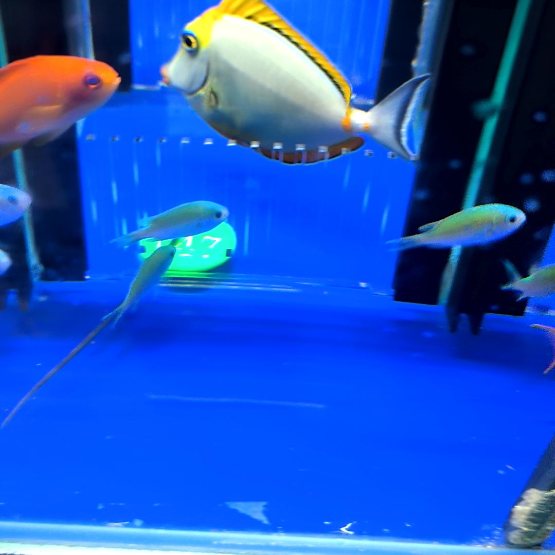 海水鱼青魔小号3+4条/10.9一个/运30