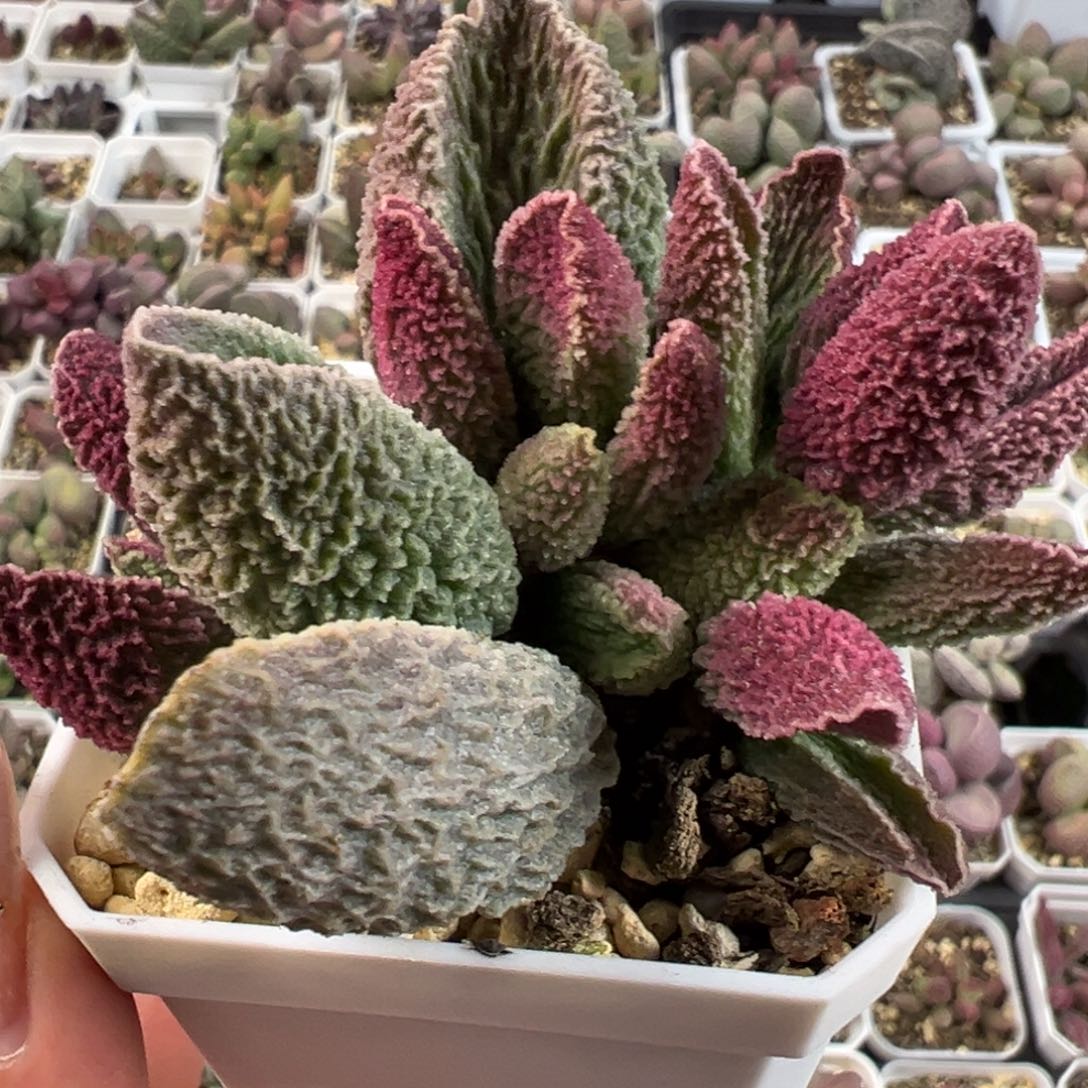 古灵阁满盆老桩多肉植物