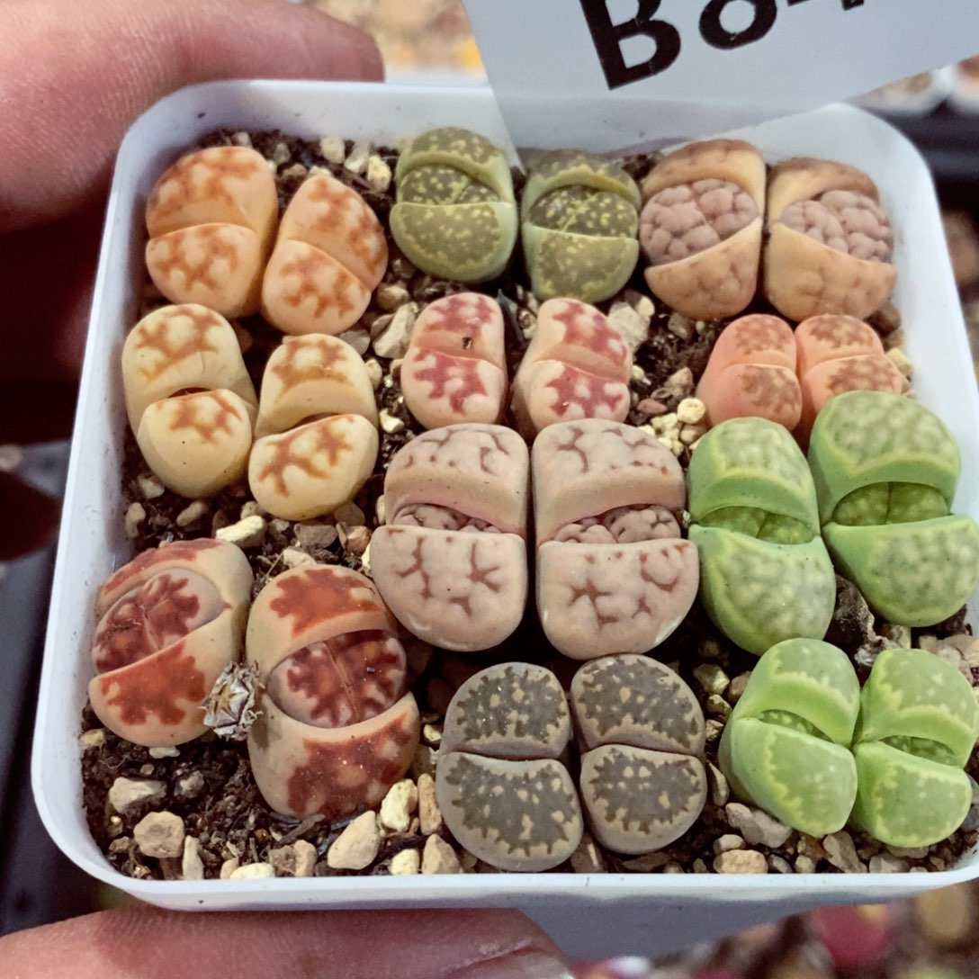 流***朵我的小姐姐们都是在843