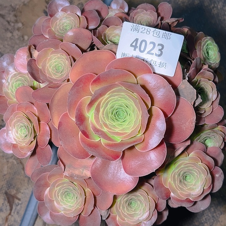 4023魅金玫瑰多肉植物