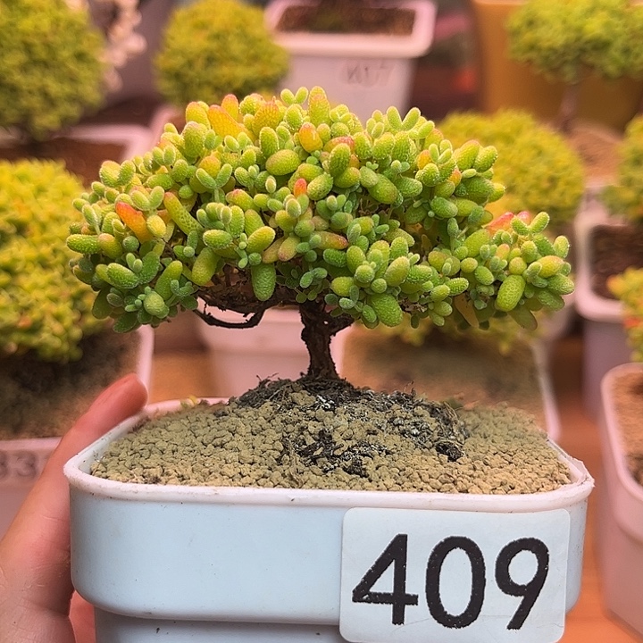 无花朵409蜜桔糖球