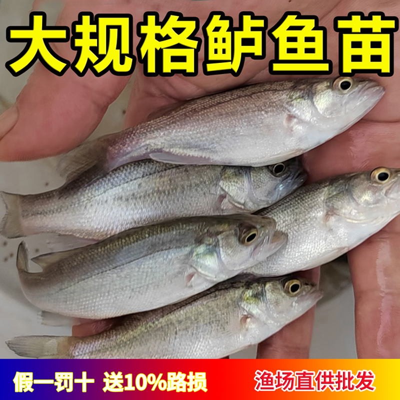 【活体】鲈鱼3-12公分小规格批发 水族观赏