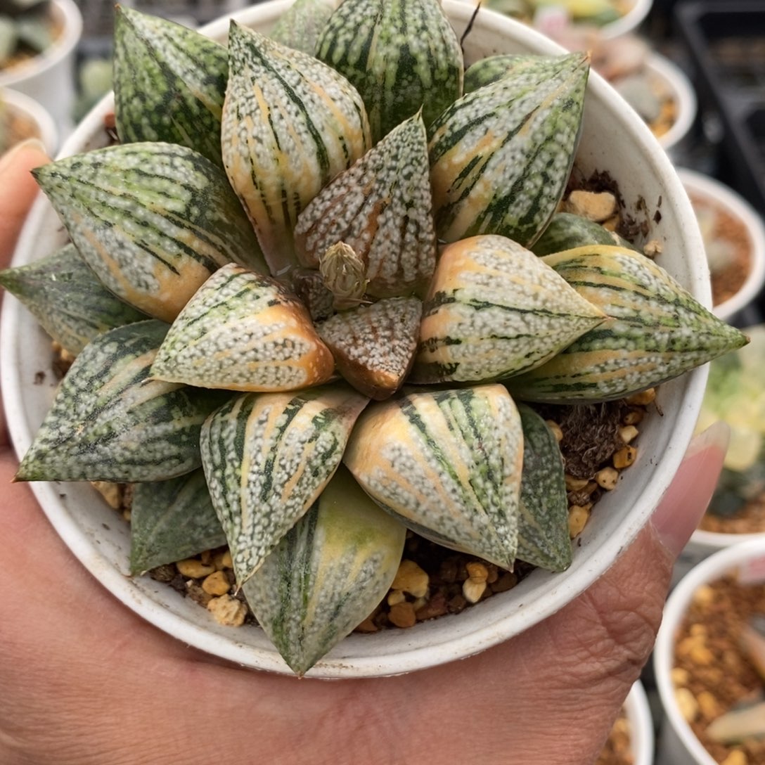 543白银锦一物一拍